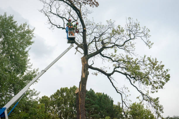 Professional Tree Care  in Fairmont, NC