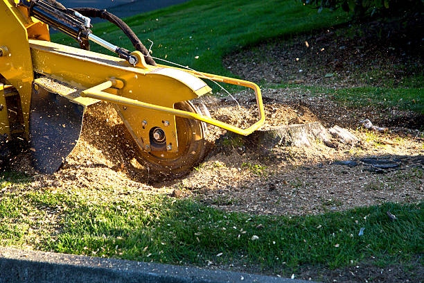 How Our Tree Care Process Works  in  Fairmont, NC